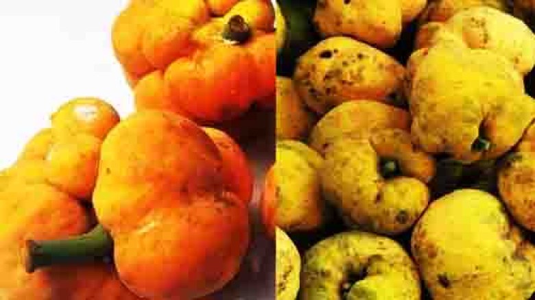 বিলুপ্তির পথে ডেউয়া ফল Hevwe