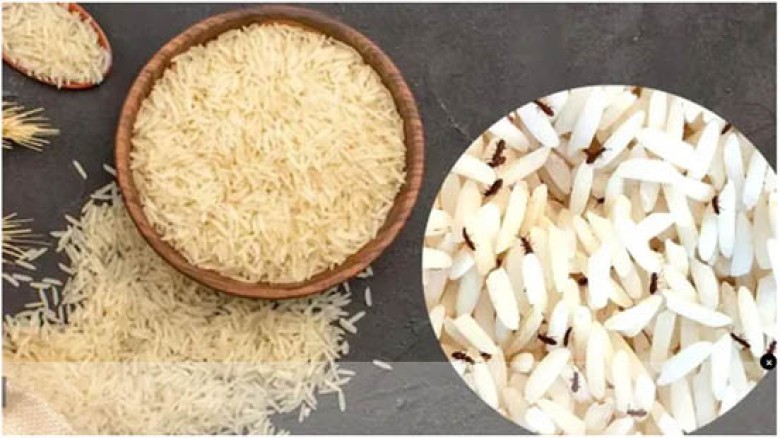 চালের ড্রামে পোকা ধরেছে? সমাধান মিলবে যেভাবে
